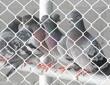 Bird Control Services